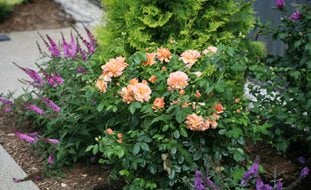 At Last Rosa, Roses In Landscape
Proven Winners
Sycamore, IL