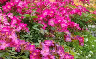Carpet Roses, Rosa, Rose Ground Cover
Shutterstock.com
New York, NY