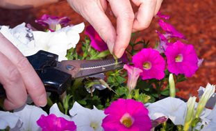 Deadheading Petunia Flower, Deadheading Petunias
Shutterstock.com
New York, NY