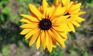 Double Flowered, Balck Eyed Susan, Gloriosa Double Gold
Shutterstock.com
New York, NY
