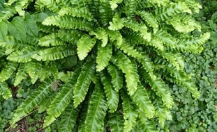 Hart's Tongue Fern, Asplenium Scolopendrium
Shutterstock.com
New York, NY
