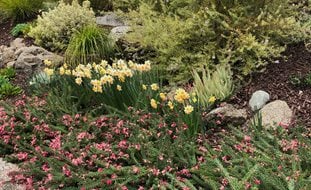 Yaz And Blushing Lady Narcissus
Garden Design
Calimesa, CA