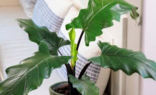 Mythic Purple Sword Elephant Ear, Alocasia Lauterbachiana
Proven Winners
Sycamore, IL