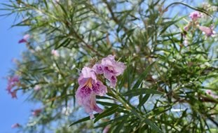 Desert Willow In Bloom, Chilopsis Linearis
Shutterstock.com
New York, NY