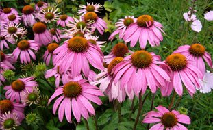 Echinacea Purpurea, Coneflower
Pixabay
