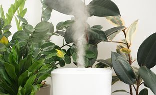 Houseplant Humidifier
Shutterstock.com
New York, NY