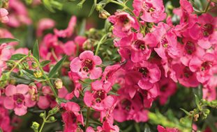 Angelface Cascade Pink, Angelonia Hybrid, Pink Angelonia
Proven Winners
Sycamore, IL