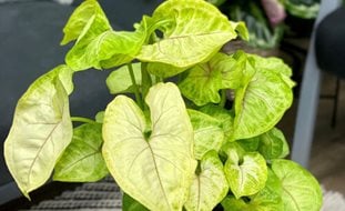 Arrowhead Vine, Syngonium Podophyllum
Proven Winners
Sycamore, IL