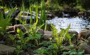 Pond & Ferns, Woodland Garden
Shutterstock.com
New York, NY