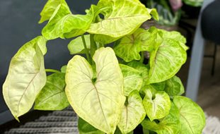 Arrowhead Vine, Syngonium Podophyllum
Proven Winners
Sycamore, IL