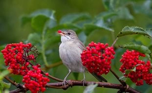 Bird, Berry Bush, Red Berries
Shutterstock.com
New York, NY