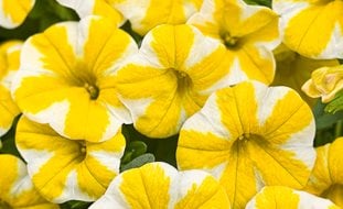 Calibrachoa, Million Bells, Lemon Slice
A Rustic Perennial Paradise
Proven Winners
Sycamore, IL