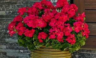 Boldly Hot Pink Geranium, Pelargonium Plant
Ornamental Grasses in Pots
Proven Winners
Sycamore, IL