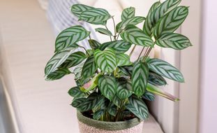 Sweet Dreams Exotica Never Never Plant, Ctenanthe Setosa
Proven Winners
Sycamore, IL