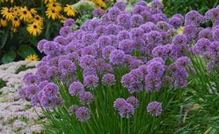 Millenium Allium, Allium Hybrid
Proven Winners
Sycamore, IL