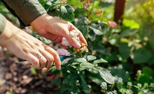 Deadheading Roses, Cutting Roses
Shutterstock.com
New York, NY
