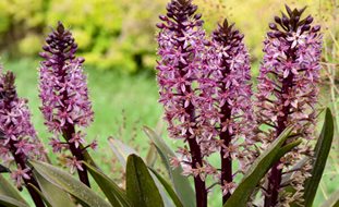 Eucomis 'purple Reign', Pineaplly Lily, Eucomis Hybrid
Proven Winners
Sycamore, IL
