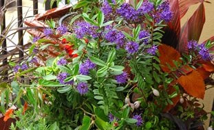 Garden Design
Calimesa, CA