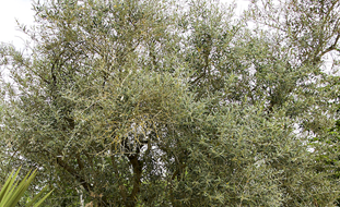 Olive Tree, Olea Europaea
Garden Design
Calimesa, CA