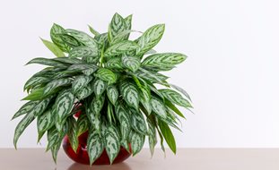 Chinese Evergreen Plant, Aglaonema
Shutterstock.com
New York, NY