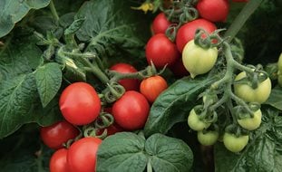 How to Grow and Care for Tomato Plants