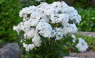Opening Act White Phlox, White Phlox, Phlox In Container
Proven Winners
Sycamore, IL