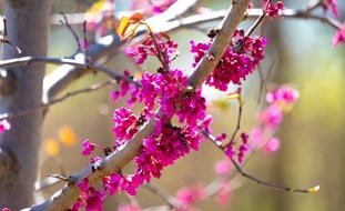 Eastern Redbud Tree, Cercis Canadensis
Shutterstock.com
New York, NY