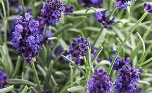 Lavender, Sweet Romance
Proven Winners
Sycamore, IL