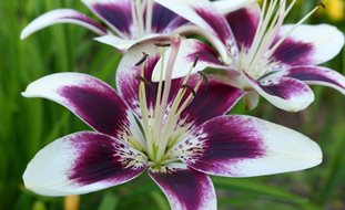 Asiatic Lily, Cappuccino Lily
Creative Commons