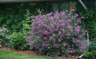 Bloomerang Dark Purple Lilac Bush, Syringa, Lilac Bush
Proven Winners
Sycamore, IL