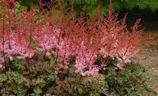 Delft Lace Astilbe, Astilbe Hybrid
Proven Winners
Sycamore, IL