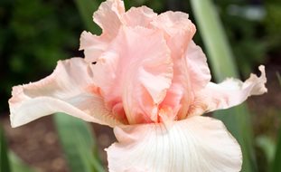 Iris Germanica, Beverly Sills, Pink Flower, Bearded Iris
Alamy Stock Photo
Brooklyn, NY