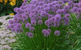 Millenium Allium, Allium Hybrid
Proven Winners
Sycamore, IL