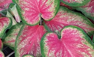 Tickle Me Pink Caladium, Tropical Plant, Pink And Green Leaf
Proven Winners
Sycamore, IL