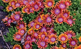Firespinner Iceplant, Delosperma Hyrbrid
Proven Winners
Sycamore, IL