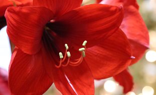 Amaryllis Flower, Christmas Flower
Shutterstock.com
New York, NY