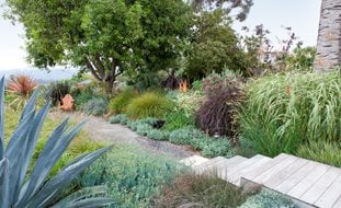 Encinitas, Water Wise Garden
Debora Carl Landscape Design
Encinitas, CA