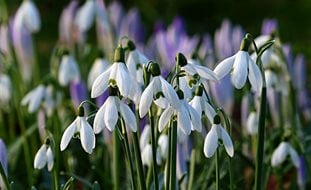 Galanthus, Snowdrop, White Flower
Pixabay