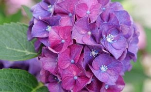 30+ Cone-Shaped Flowers, Conical Shaped Hydrangeas