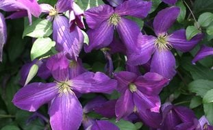Happy Jack Clematis, Clematis Hybrid, Purple Flower, Flowering Vine
Proven Winners
Sycamore, IL