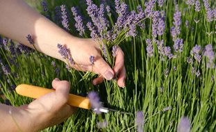 Pruning Lavender
Shutterstock.com
New York, NY