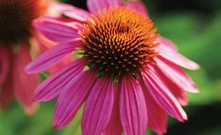 Pow Wow Wildberry Coneflower, Purple Coneflower, Echinacea Purpurea
Proven Winners
Sycamore, IL