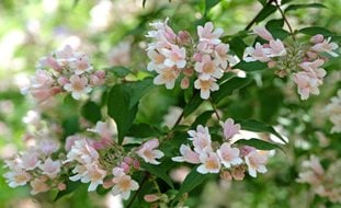 Beautybush, Kolwiztia Amabilis
Shutterstock.com
New York, NY