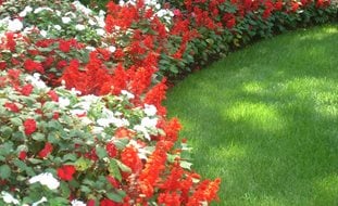 Curved Plant Bed, Red Salvia, White Impatiens
Johnsen Landscapes & Pools
Mount Kisco, NY