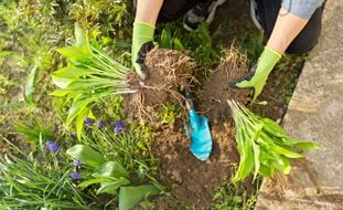 Dividing Hosta Plants, How To Divide Perennials
Shutterstock.com
New York, NY