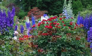 Flower Garden, Red Flower, Purple Flower
Garden Design
Calimesa, CA