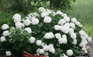 Incrediball Hydrangea, Hydrangea, White Flower, Flowering Shrub
Proven Winners
Sycamore, IL