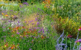 Meadow Flowers, Wildflowers
Shutterstock.com
New York, NY