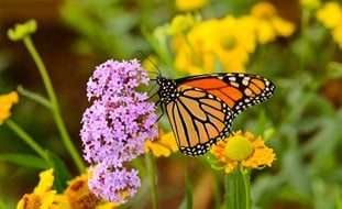 Monarch Butterfly On Pink Flowers, Butterfly Garden
Shutterstock.com
New York, NY