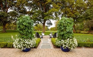 Moon Garden Pathway
Proven Winners
Sycamore, IL